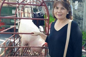 NegOcc disperses swine to 37 animal raisers groups, coops